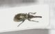 Apionidae2 ID1.JPG