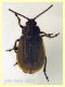 Galeruca interrupta compresa testa 10 mm. -  Anzio 5.5.2023 - (1).JPG