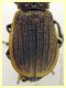 Galeruca interrupta compresa testa 10 mm. -  Anzio 5.5.2023 - (3).JPG