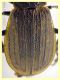 Galeruca interrupta compresa testa 10 mm. -  Anzio 5.5.2023 - (5).JPG