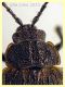 Galeruca interrupta compresa testa 10 mm. -  Anzio 5.5.2023 - (4).JPG