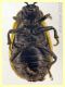 Galeruca interrupta compresa testa 10 mm. -  Anzio 5.5.2023 - (2).JPG
