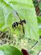 Xanthogramma sp..JPG