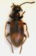 MINI (Anthicidi) Anthicus antherinus-invreai.jpg