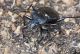 Carabidae (11).jpg