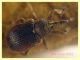 Gymnetron rotundicolle 2,5 mm. - Anzio Pocacqua 22.5.2023 - (3).JPG