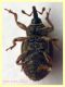 Gymnetron rotundicolle 2,5 mm. - Anzio Pocacqua 22.5.2023 - (8).JPG