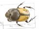 Onthophagus_marginalisIMG_0730_C00469.JPG