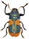 Labidostomis-kantneri.jpg