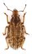 Comb3943rc-56L6.jpg