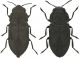 godeti_quadripunctata.jpg