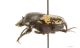 Onthophagus_marginalisIMG_0821_C00370.jpg