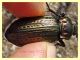 Carabus morbillosus bruttianus 11.6.2023 - Capo Vaticano - (5).JPG