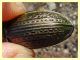 Carabus morbillosus bruttianus 11.6.2023 - Capo Vaticano - (15).JPG