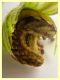larva Noctuidae 25.5.2023 - (9).JPG