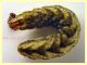larva Noctuidae 25.5.2023 - (29).JPG