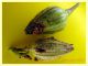 bocciolo con larva (10).JPG