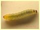 secondo individuo larva 13 mm. - 29.5.2023 -.JPG