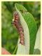 Acronicta psi su Pyrus 10.6.2023 - Capo Vaticano - (2).JPG