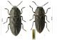 Anthaxia-rugicollis-grp_Strofylia_web.jpg