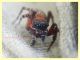 Salticidae 9.6.2023 - Capo Vaticano - (11).JPG