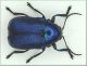 Cryptocephalus.jpg