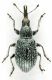Prhissotrichum (Phrissotrichum) tubiferum (Gyllenhal, 1833) - Apionidae1.jpg