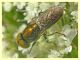 Riponnensia splendens 12.6.2023 - Sant' Eufemia Lamezia - (4).JPG
