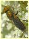 Riponnensia splendens 12.6.2023 - Sant' Eufemia Lamezia - (12)--.JPG