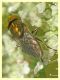 Riponnensia splendens 12.6.2023 - Sant' Eufemia Lamezia - (14).JPG