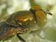Riponnensia splendens 12.6.2023 - Sant' Eufemia Lamezia - (12).JPG