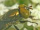 Riponnensia splendens 12.6.2023 - Sant' Eufemia Lamezia - (13).JPG