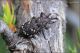 Curculinidae-sp-20230708-001-DPPOGf.jpg