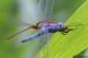 DSC_0958aa.jpg
