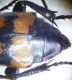Nicrophorus4.JPG
