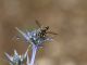 Arcinazzo_Altipiani_13-VIII-2010_OL017.JPG