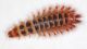 Larva sconosciuta2.JPG