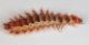 Larva sconosciuta3.JPG