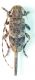 reticulatus_originale---Copia4.jpg