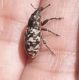 Adosomus roridus 4.jpg