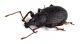 Comb3971rc-26L6.jpg