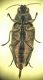 Buprestis 3B.JPG