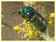 Stilbum cyanurum - Anzio 1.8.2023 - (2).JPG