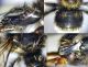23 7-37-AG1) Bombus sp. (F) - - 20 25,5 - Collage 2.jpg