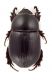 Comb3980cr-25L6.jpg