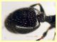 Temnothorax sp.  5 mm. - Anzio 7.8.2023 - (2).JPG