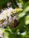 eucera2.jpg