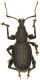 Otiorhynchus_Roma_5-VII-2010_11mm.jpg