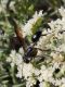 Isodontia forse 3.jpg