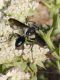 Isodontia forse 2.jpg